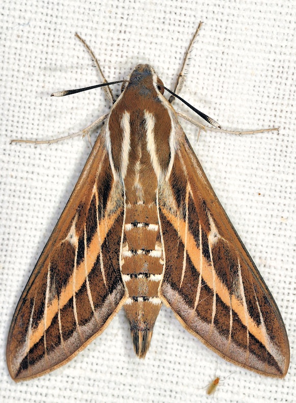 Hyles livornica